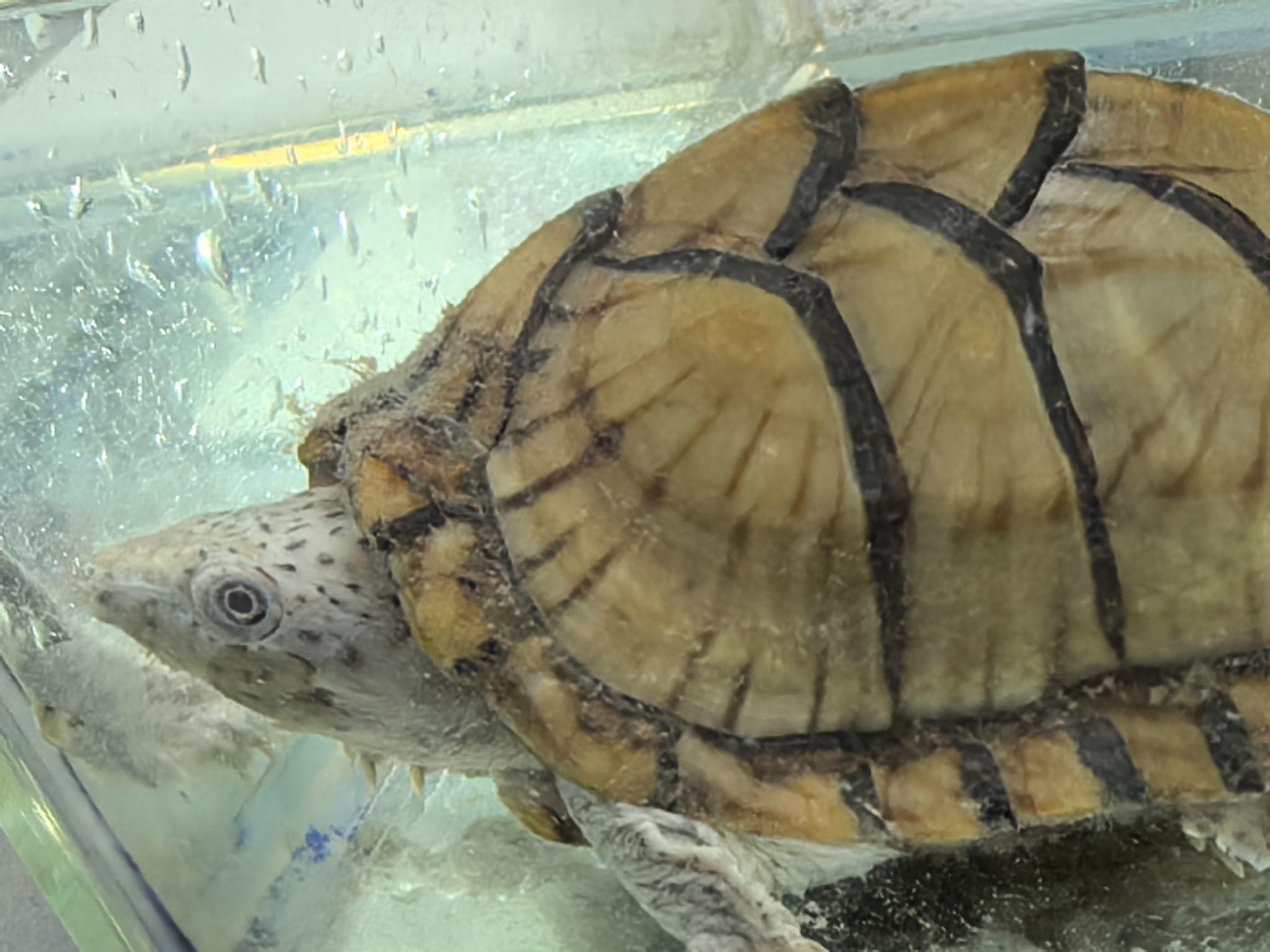 A turtle in water