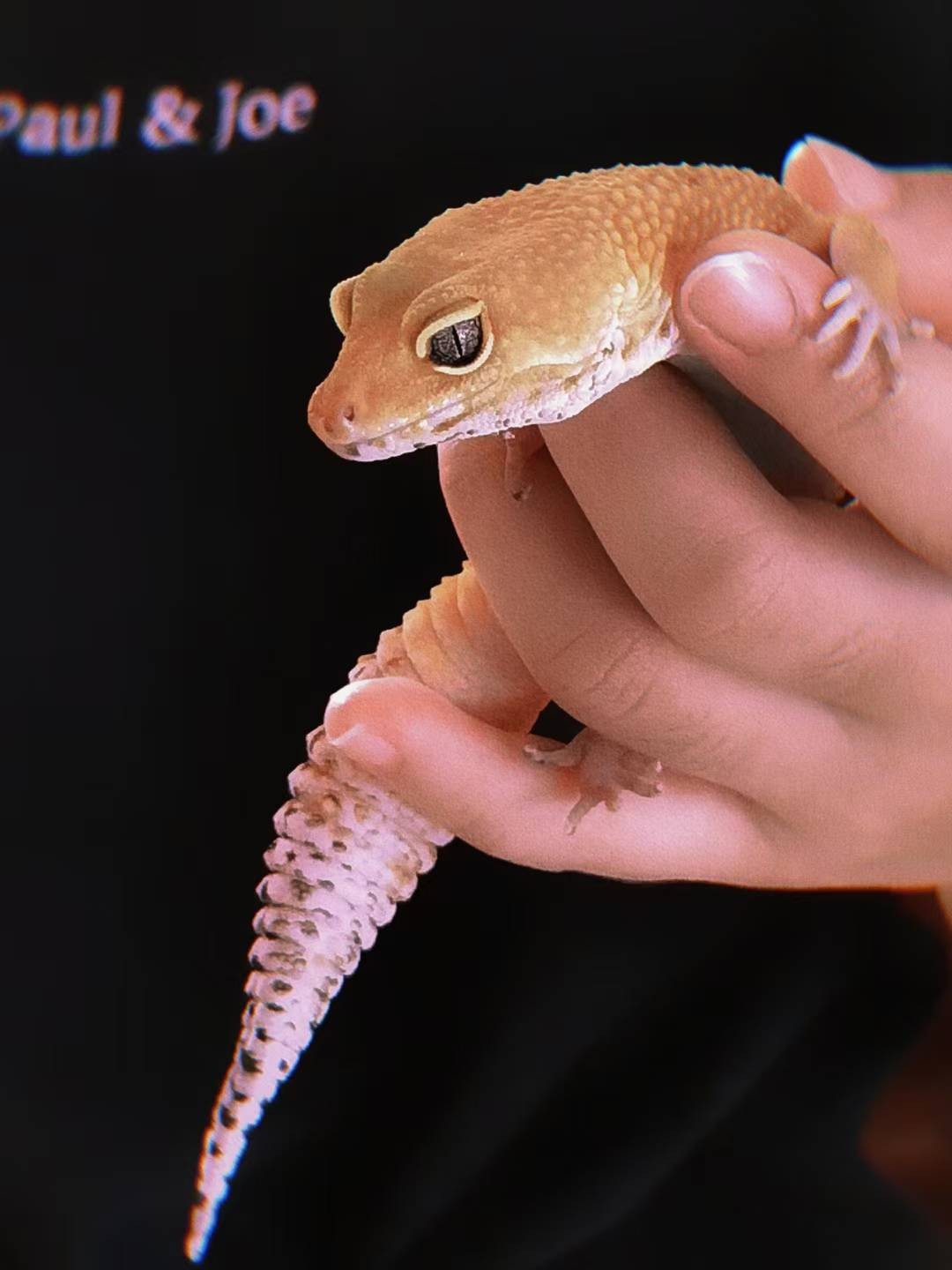 A gecko being held carefully