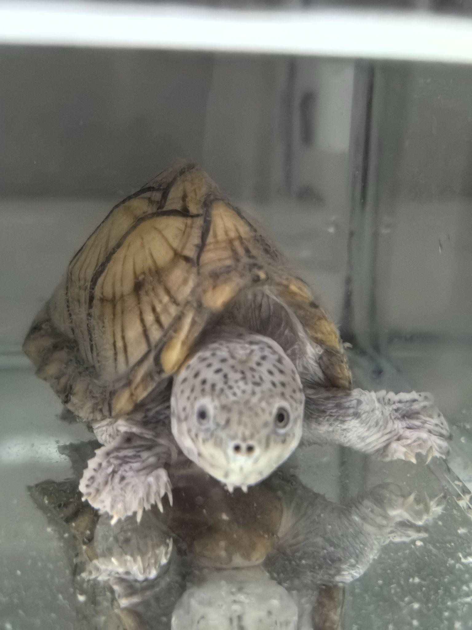 A turtle looking toward the camera