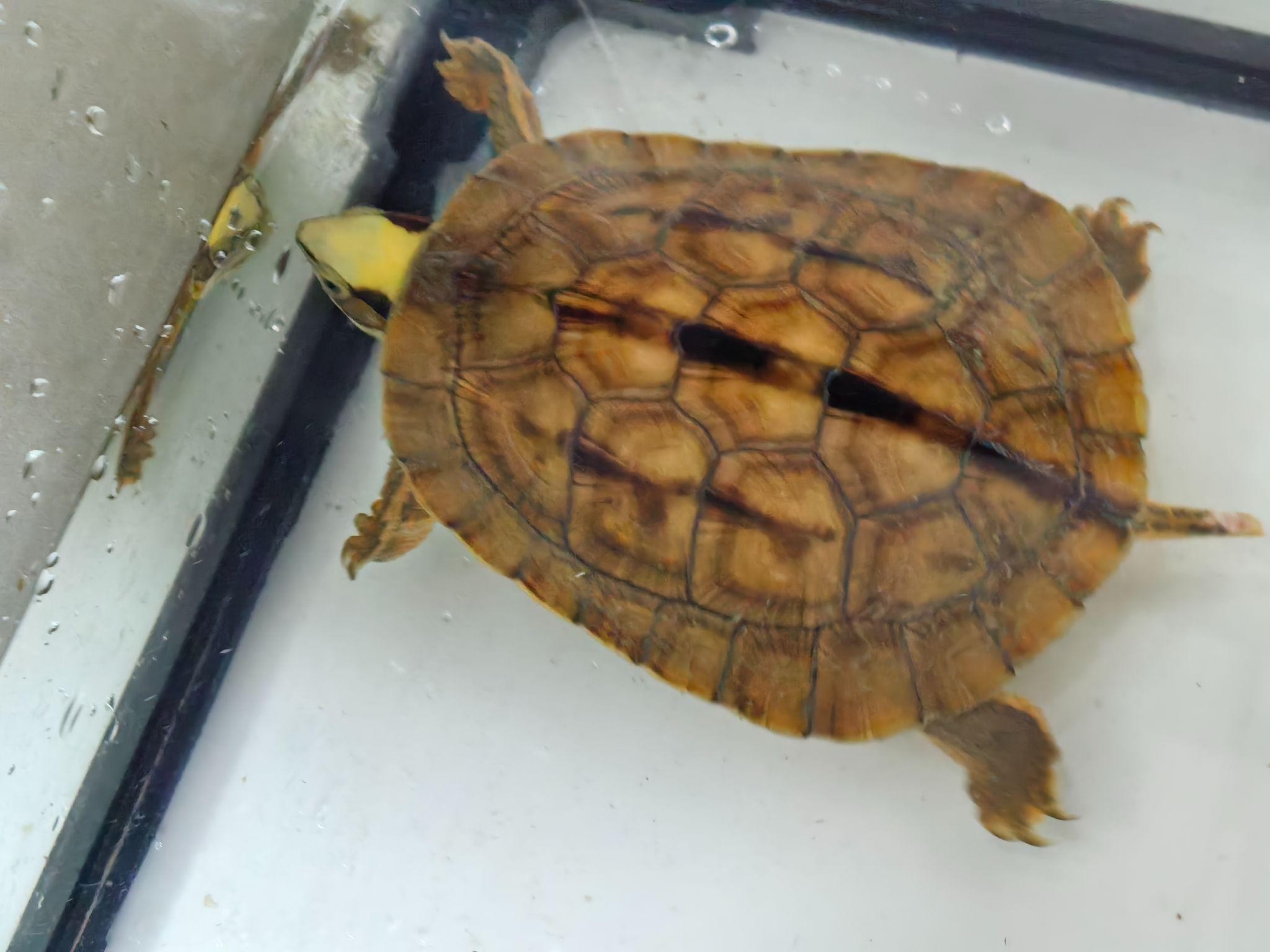 The patterned shell of a turtle